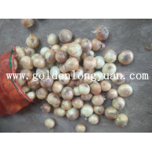 Neue Ernte frische gelbe Zwiebel von Shandong